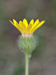 Soft goldenaster